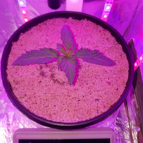 Meph Bag growlog timeline photo