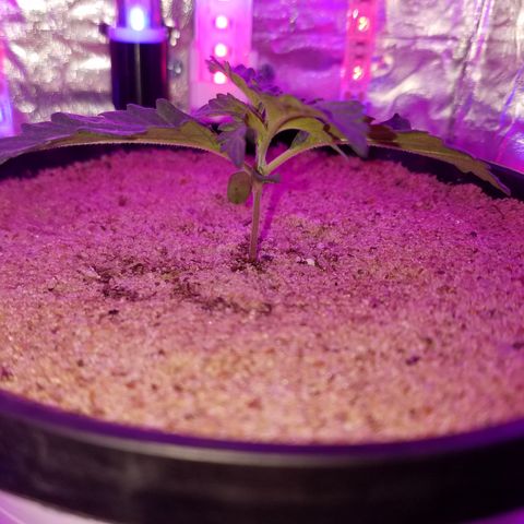 Meph Bag growlog timeline photo