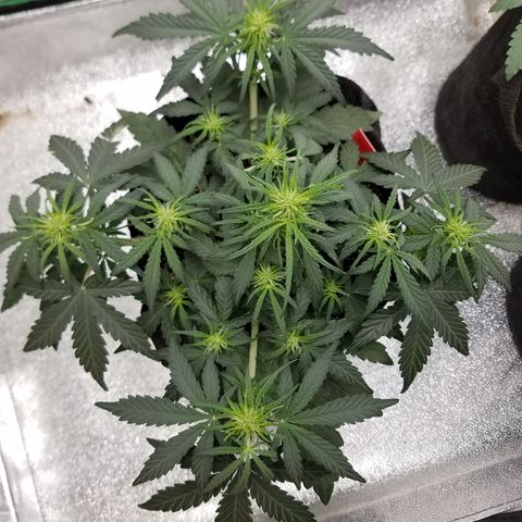 Blood Bananas growlog timeline photo