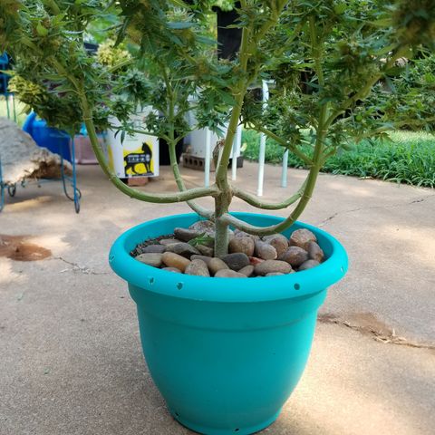 Cherry CBD growlog timeline photo