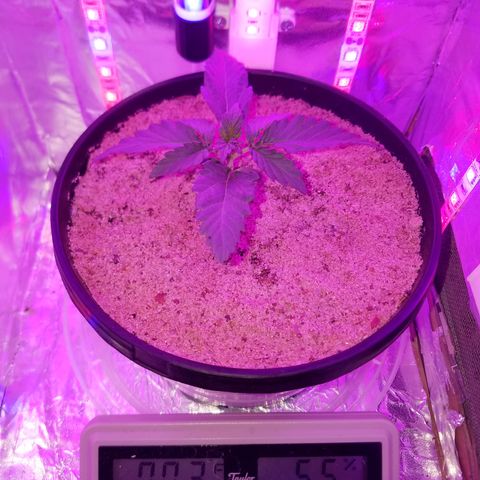 Meph Bag growlog timeline photo