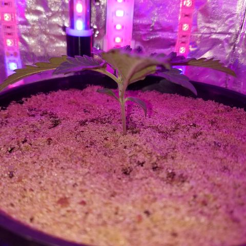 Meph Bag growlog timeline photo
