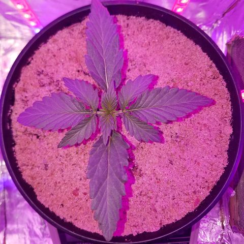 Meph Bag growlog timeline photo