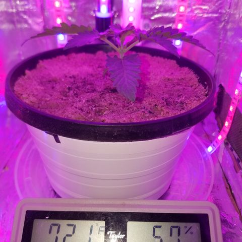 Meph Bag growlog timeline photo