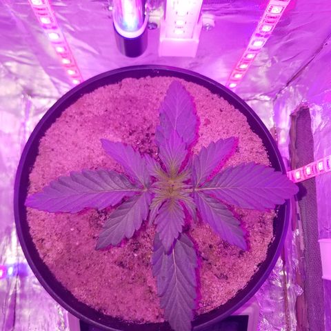 Meph Bag growlog timeline photo