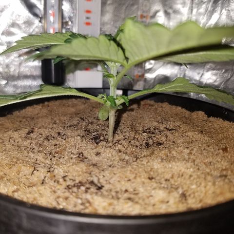 Meph Bag growlog timeline photo