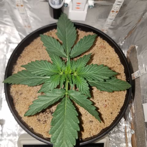 Meph Bag growlog timeline photo