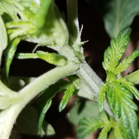 Meph Bag growlog timeline photo
