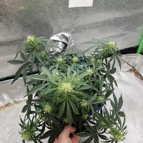 Blood Bananas growlog timeline photo