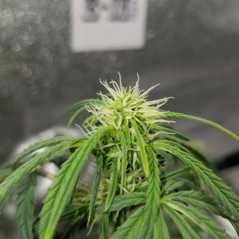 Blood Bananas growlog timeline photo