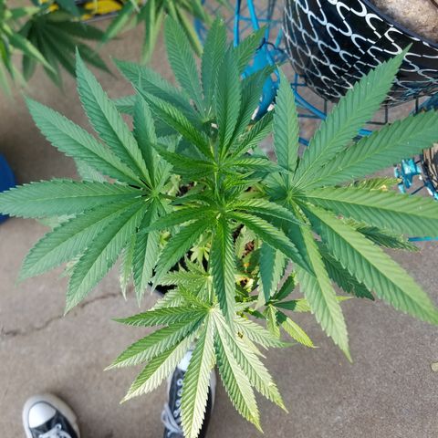 Sherbert Cookies  growlog timeline photo