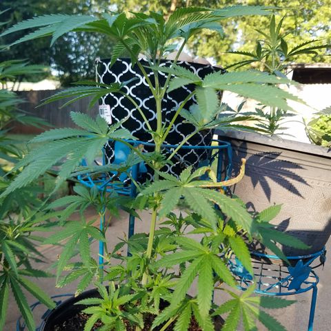 Sherbert Cookies  growlog timeline photo