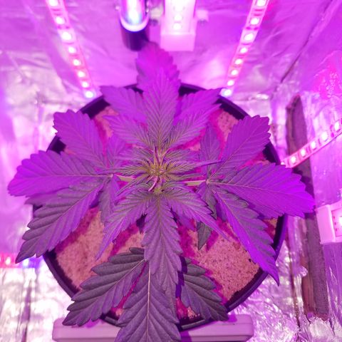Meph Bag growlog timeline photo