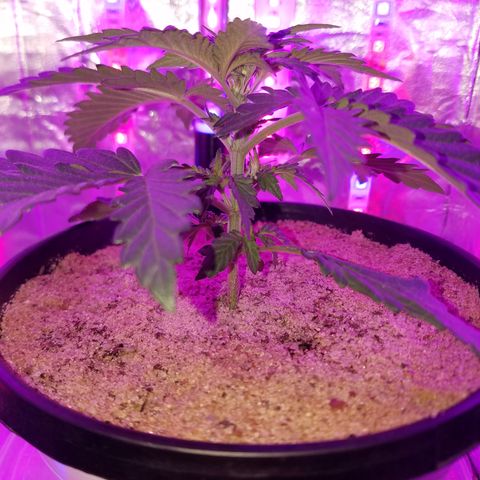Meph Bag growlog timeline photo