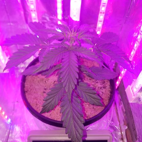 Meph Bag growlog timeline photo