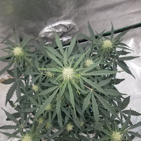 Blood Bananas growlog timeline photo