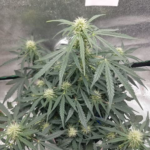 Blood Bananas growlog timeline photo