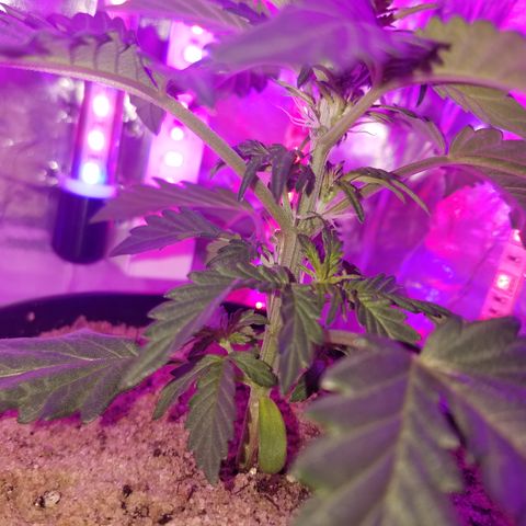 Meph Bag growlog timeline photo