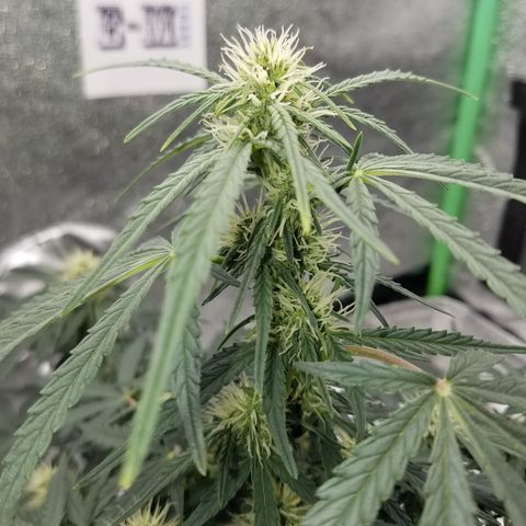 Blood Bananas growlog timeline photo