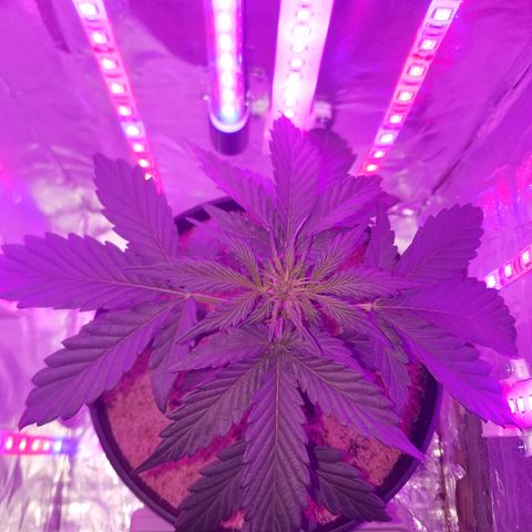 Meph Bag growlog timeline photo