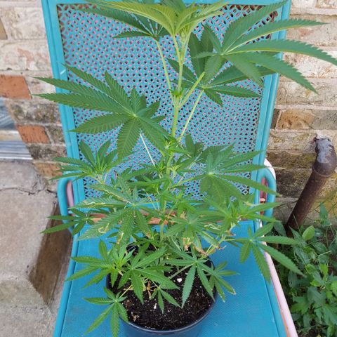 Sherbert Cookies  growlog timeline photo