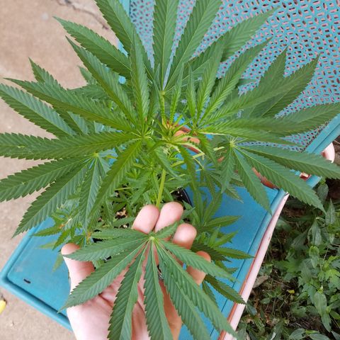 Sherbert Cookies  growlog timeline photo