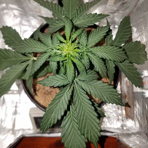 Meph Bag growlog timeline photo