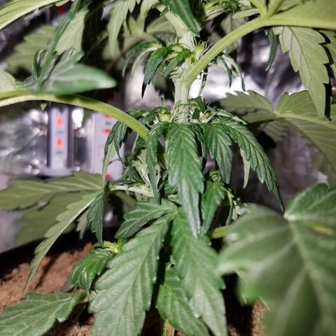 Meph Bag growlog timeline photo