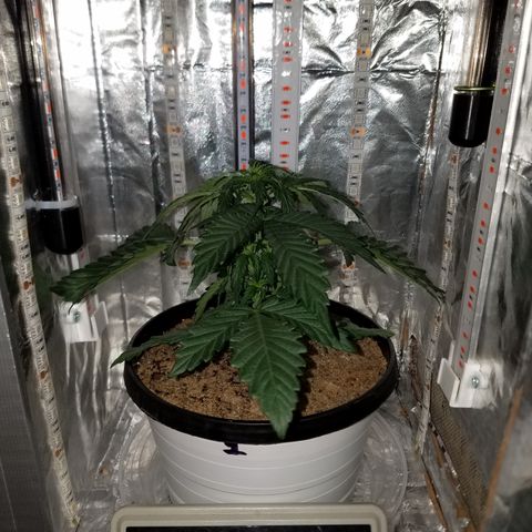 Meph Bag growlog timeline photo