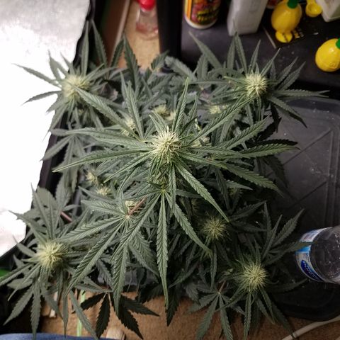 Blood Bananas growlog timeline photo