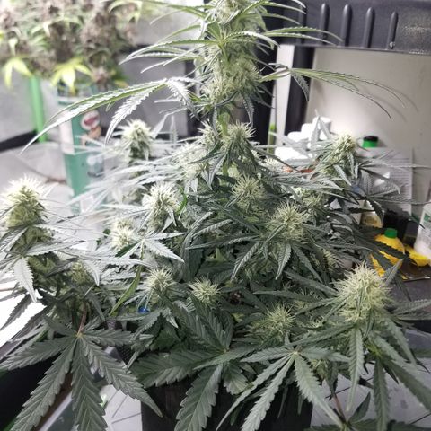 Blood Bananas growlog timeline photo
