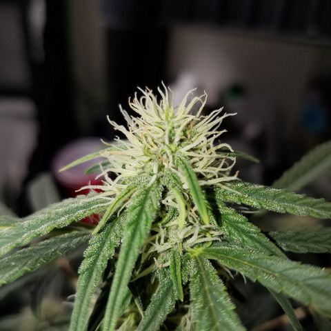 Blood Bananas growlog timeline photo