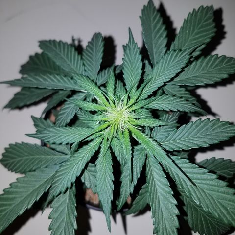 Meph Bag growlog timeline photo