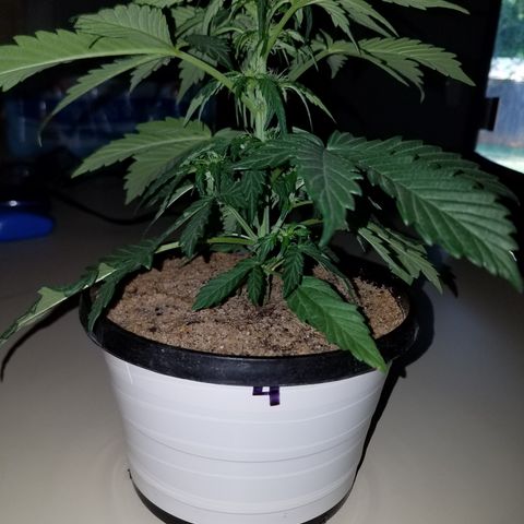 Meph Bag growlog timeline photo