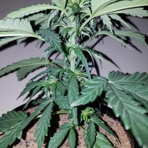 Meph Bag growlog timeline photo