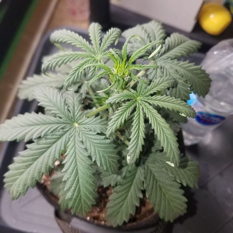 Super Orange Haze  growlog timeline photo