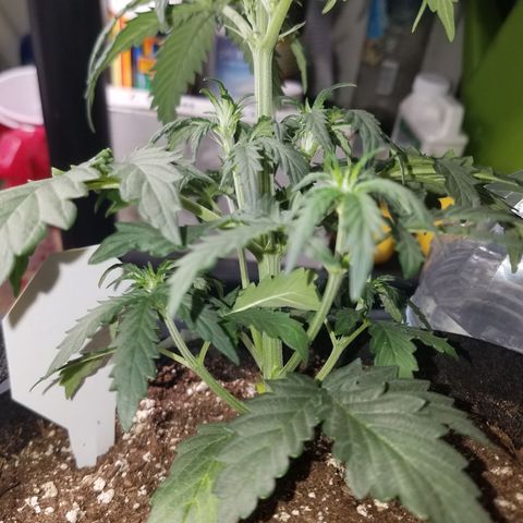 Super Orange Haze  growlog timeline photo