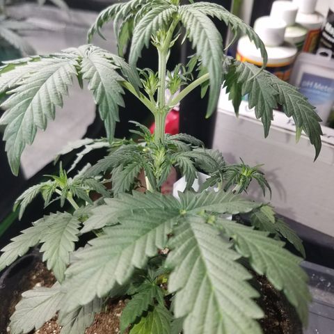 Super Orange Haze  growlog timeline photo