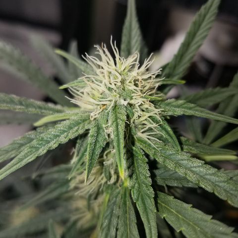 Blood Bananas growlog timeline photo