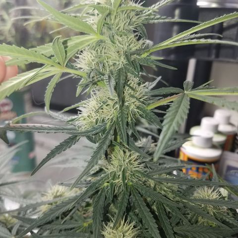 Blood Bananas growlog timeline photo