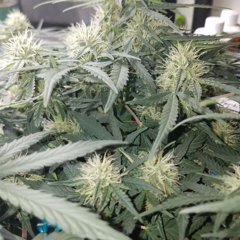 Blood Bananas growlog timeline photo