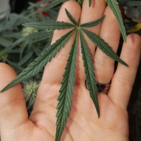 Blood Bananas growlog timeline photo