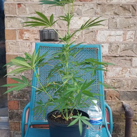 Sherbert Cookies  growlog timeline photo