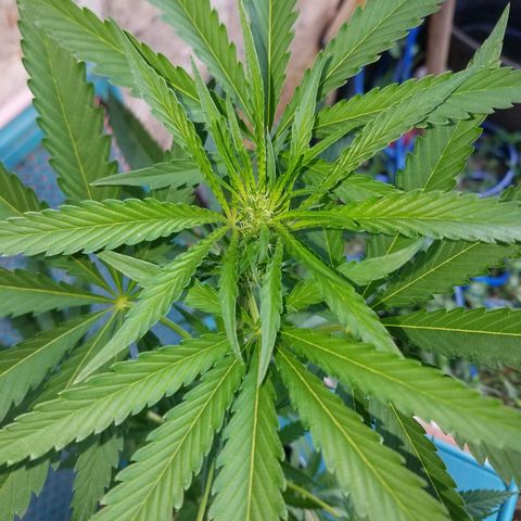 Sherbert Cookies  growlog timeline photo