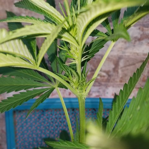 Sherbert Cookies  growlog timeline photo