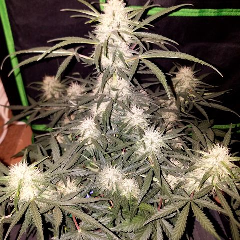 Blood Bananas growlog timeline photo