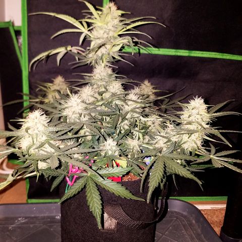 Blood Bananas growlog timeline photo