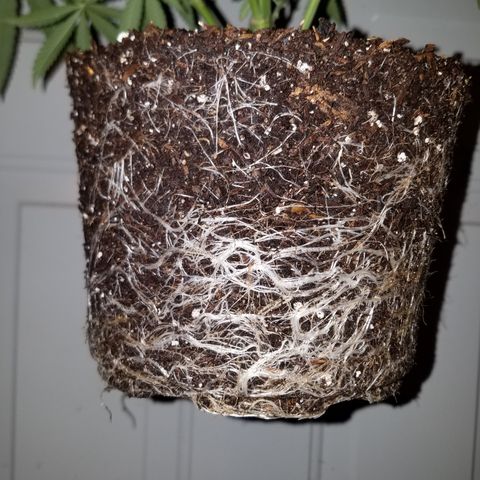 Sherbert Cookies  growlog timeline photo