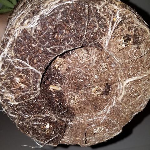 Sherbert Cookies  growlog timeline photo