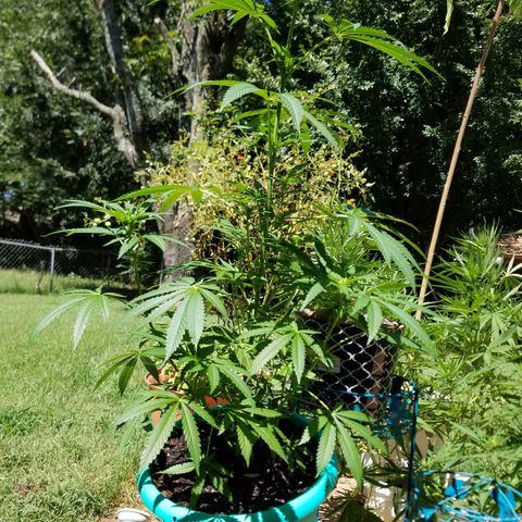 Sherbert Cookies  growlog timeline photo